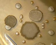 water bacteria water bacteria